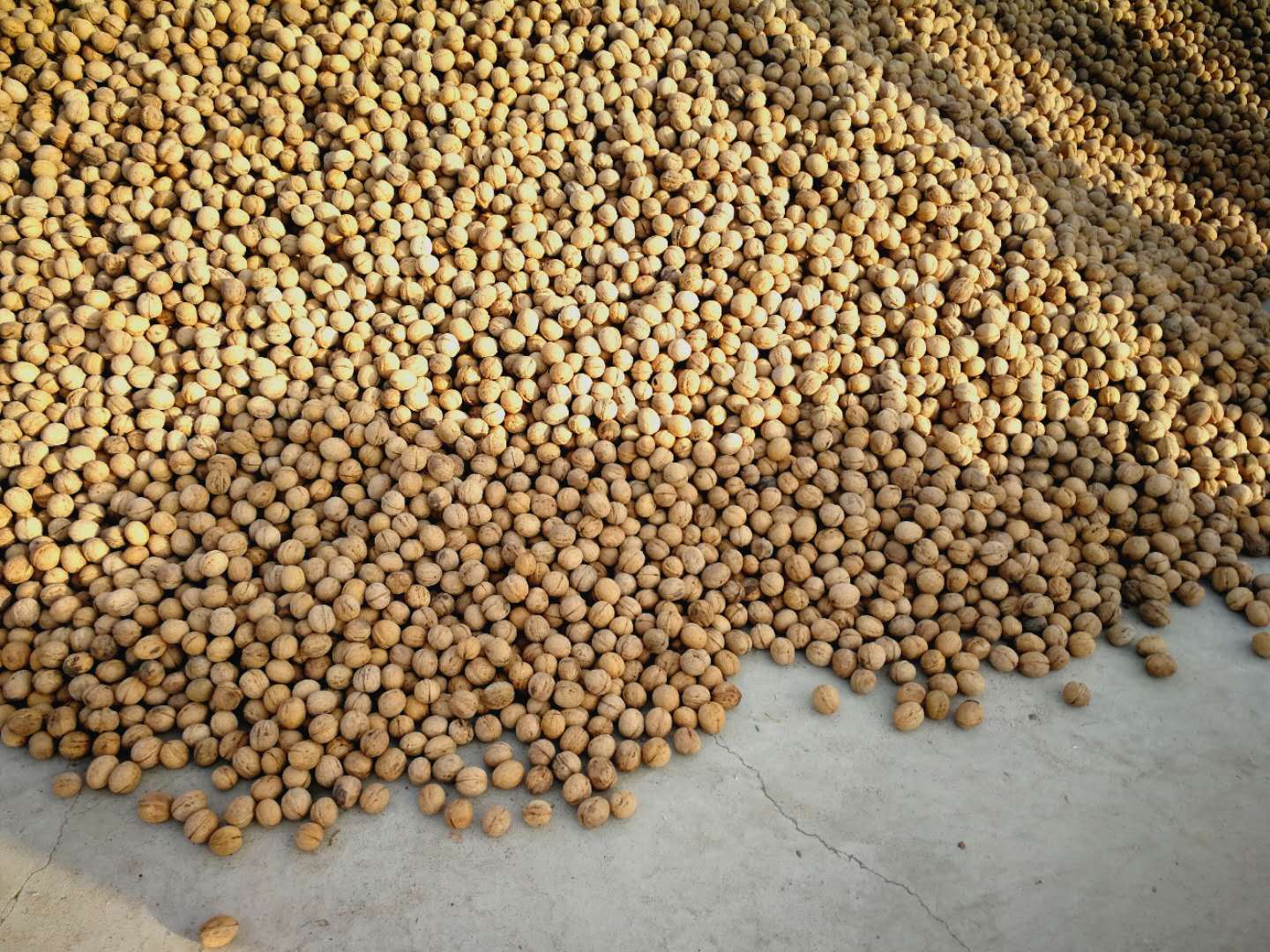 WALNUT IN BULK