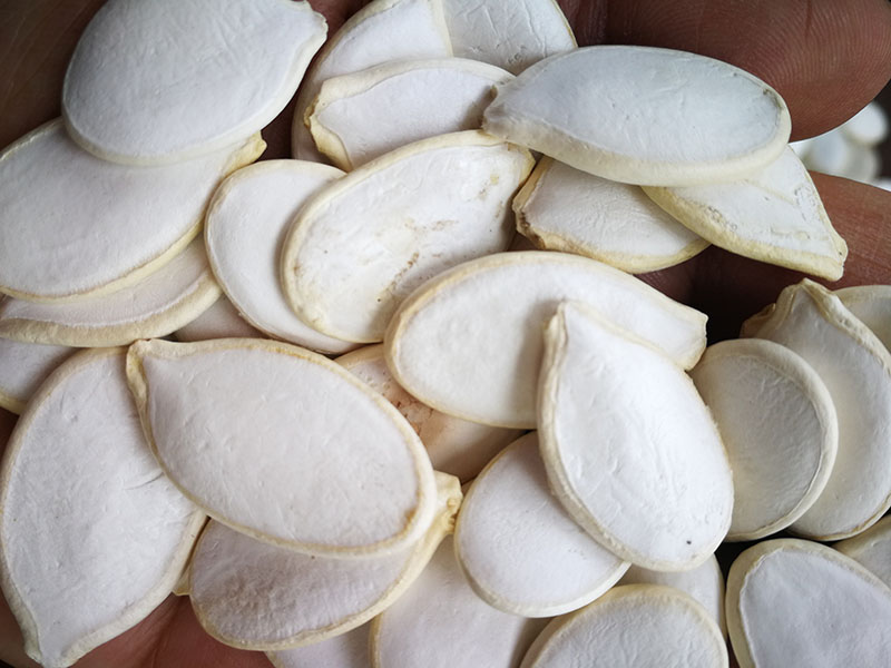 SNOW WHITE PUMPKIN SEEDS (3)