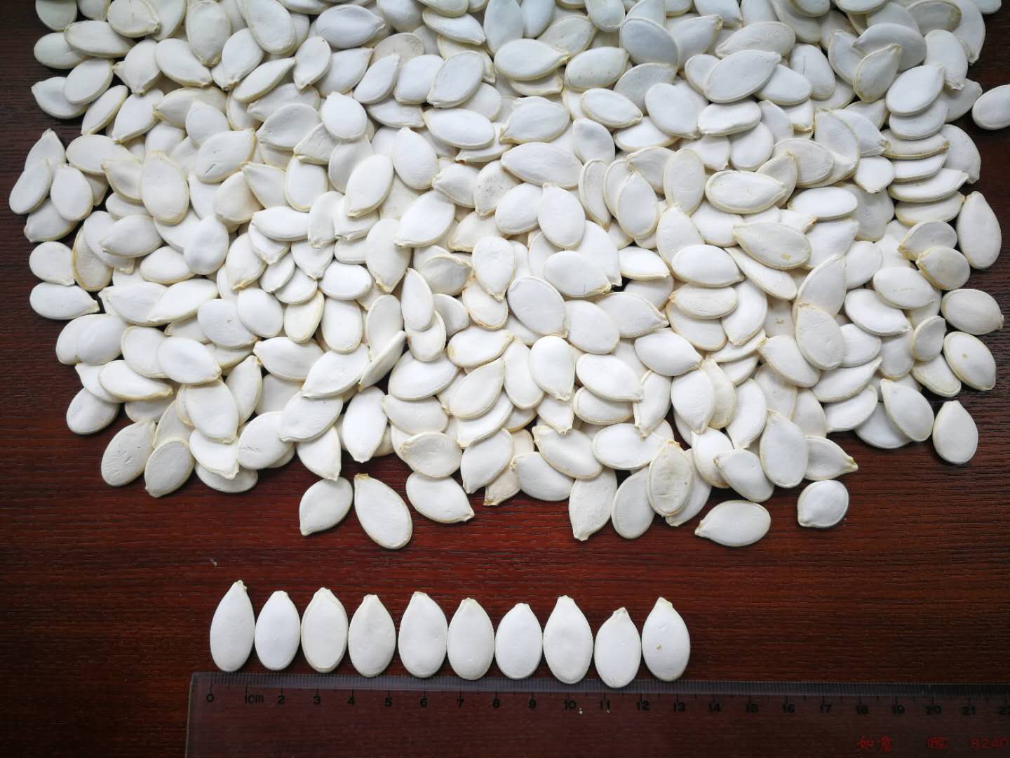 SNOW WHITE PUMPKIN SEEDS 13CM