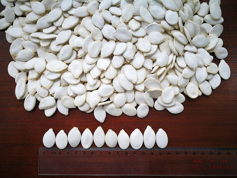 SNOW WHITE PUMPKIN SEEDS 15CM